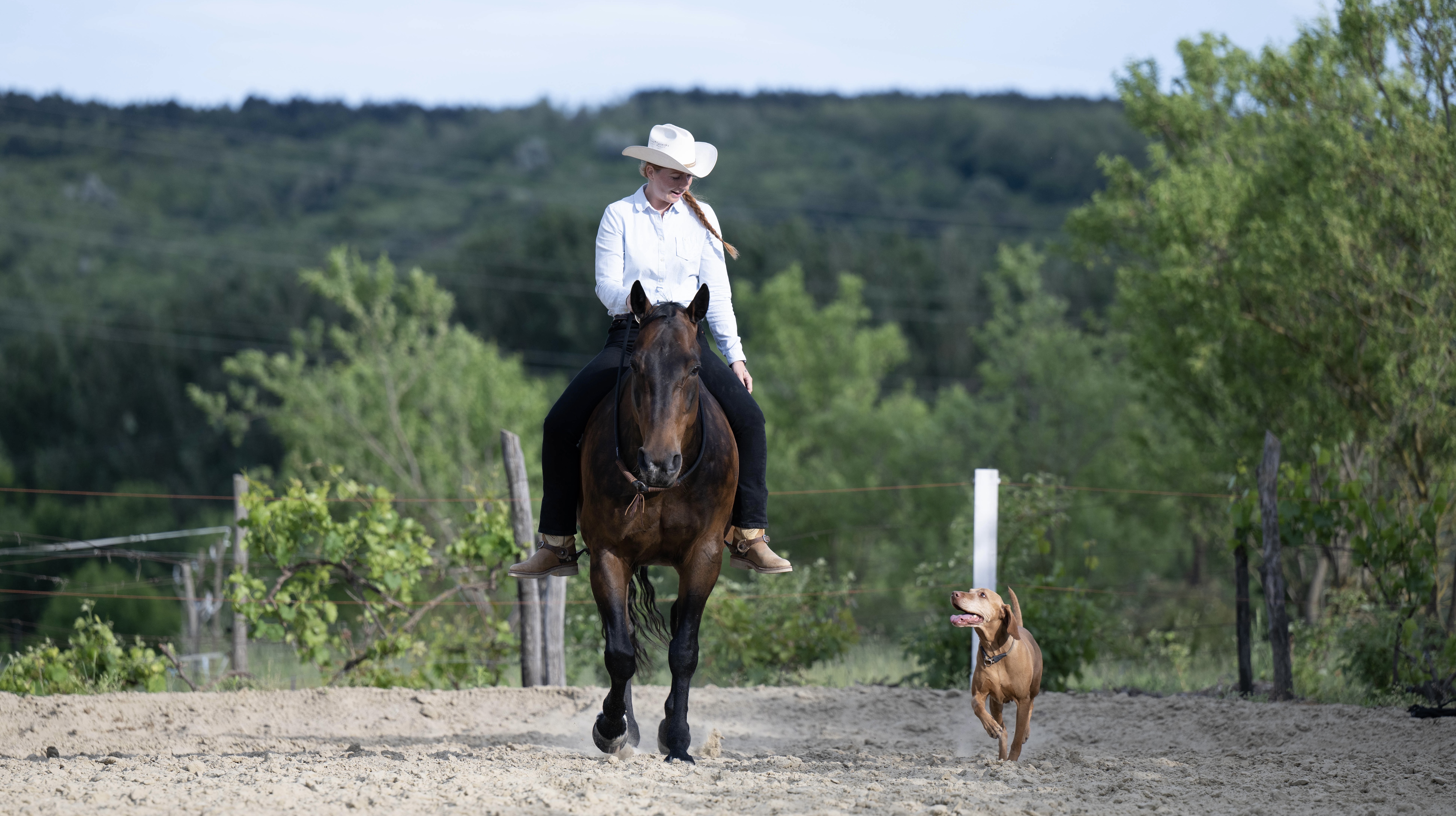 KG Training - Lovakkal való munka